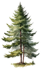 Fototapeta premium PNG Coniferous tree plant pine fir.