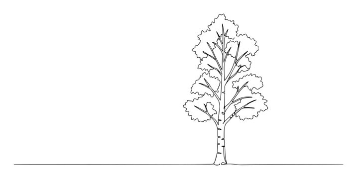 single continuous line drawing of a birch tree minimalist nature concept
