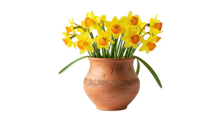 Yellow daffodil flowers in a rustic terracotta vase isolated PNG with Transparent Background