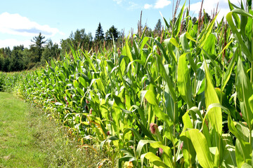 Agriculture. The edge of a field of ripe corn.