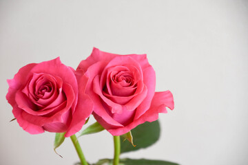 ピンクのばら
