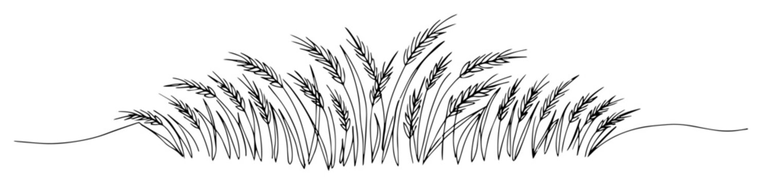 field of wheat ears continuous one line drawing vector agriculture background design