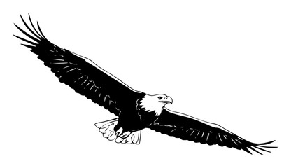 soaring bald eagle in flight design monoline vector