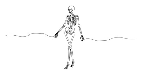 one single continuous line drawing of a full human skeleton in a walking pose anatomy and halloween concept vector illustration