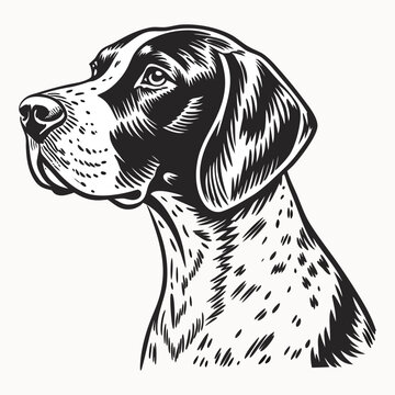 Vintage Style German Shorthaired Pointer Dog Illustration &ndash; Hand-Drawn Hunting Dog Portrait. dog vector , dog design, dog logo, dog icon, dog concept, dog template, dog topics. dog art, dog cartoon.