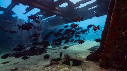 Interior of a shipwreck with schools of fish