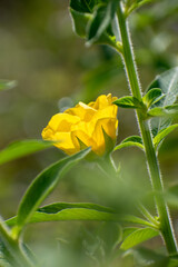 Beautiful blooming ludwigia octovalvis (Mexican primrose-willow), a a semiaquatic subshrub traditionally used as medicinal plant to treat gastrointestinal complaints such diarrhoea and dysentery.