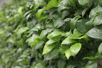 workshop creates transformative home walls that double as screens featuring lush plant screens