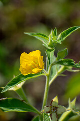 Close-up of the yellow Ludwigia octovalvis flower, or Mexican primrose-willow, a wild plant traditionally used to treat diarrhea, dysentery, orchitis, and intestinal worms.