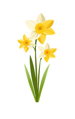 Naklejka premium Three vibrant daffodil flowers blooming with green leaves on white background