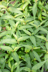 Obraz premium Relaxing view of natural greenery of tropical foliage plant