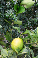 Relaxing view of natural greenery of tropical foliage plant