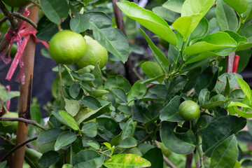 Relaxing view of natural greenery of tropical foliage plant