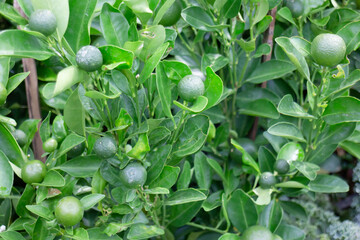 Relaxing view of natural greenery of tropical foliage plant