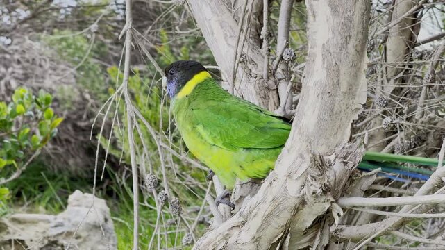 Australian ringneck, Barnardius zonarius, parrot with green plumage and yellow ring around the neck, climbing through the branches of a bush in western Australia.