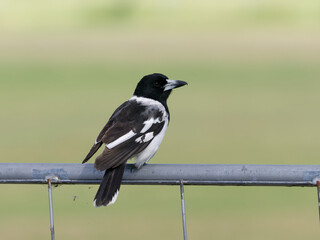 Pied Butcherbird (Cracticus nigrogularis) perched on a steel fence pipe or rail.