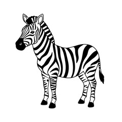 Zebra standing with black and white stripes on white background  