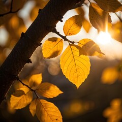 Obraz premium Sunlight shining through yellow leaves on a tree branch