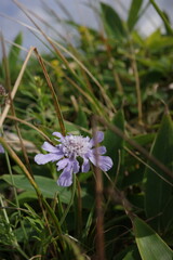 霧ヶ峰の草原に咲く花々。その代表的なマツムシソウは、近年ササ類の勢いに押されて生育地が狭まりつつあります。高原の植生バランスの変化が感じられる光景です。
