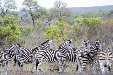 zebras in the savannah