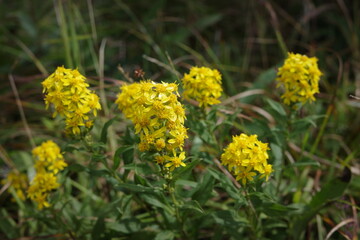 霧ヶ峰高原に咲くアキノキリンソウ。黄色い花穂が夏から秋の草原を彩り、高原の風景を明るくしています。
