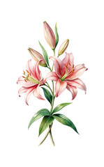 Elegant watercolor illustration of a bouquet of pink lilies with green leaves