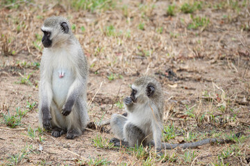 baboon mother and baby