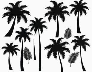 palm trees with leaves and black silhouettes isolated on a white background Vector