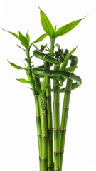Lush Green Bamboo Stalks and Leaves, Isolated White Background Generated image