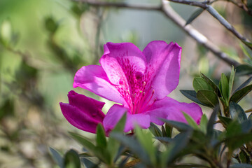 Close-up of Rhododendron simsii, also known as Azalea or Formosa Azalea, a shrub native to the subtropical biome.