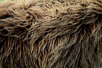 Fototapeta premium Detailed macro of thick, woolly Faroese sheep fur, showing natural textures and organic patterns, typical of island livestock.