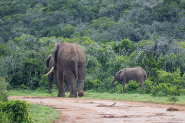 Fototapeta premium elephants in the wild