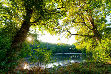 The Béhoust pond in the Quatre Piliers forest. Rambouillet Massif
