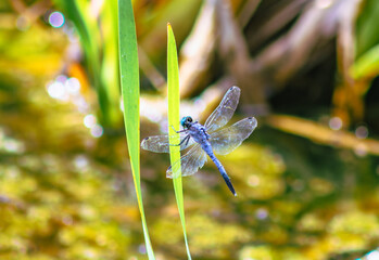 トンボ3ｰ81 © 齋藤高明