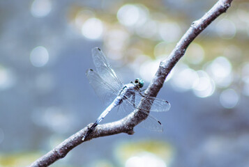 トンボ3ｰ64 © 齋藤高明