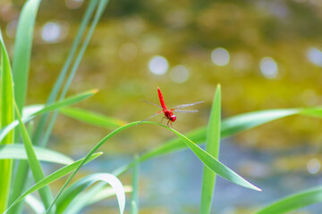 トンボ3ｰ54 © 齋藤高明