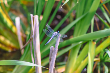 トンボ3ｰ59 © 齋藤高明