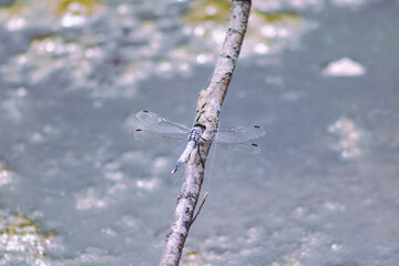 トンボ3ｰ55 © 齋藤高明