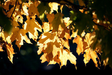 Golden Leaves Fall in Pennsylvania