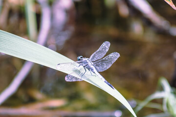 トンボ3ｰ44 © 齋藤高明