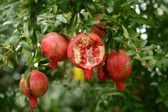 Punica granatum, pomegranate tree, blooms red in summer and bears fruits in autumn. Its rind is used in herbal medicine for hemostatic and astringent effects.