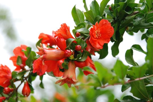 Punica granatum, pomegranate tree, blooms red in summer and bears fruits in autumn. Its rind is used in herbal medicine for hemostatic and astringent effects.