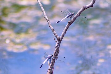 トンボ3ｰ34 © 齋藤高明