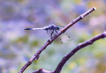 トンボ3ｰ45 © 齋藤高明