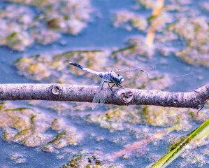 トンボ3ｰ31 © 齋藤高明