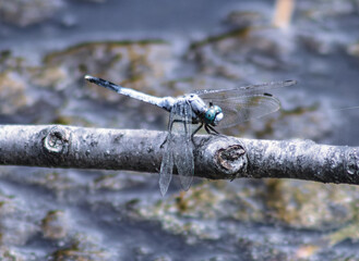 トンボ3ｰ40 © 齋藤高明