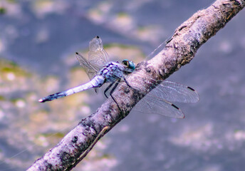 トンボ3ｰ36 © 齋藤高明