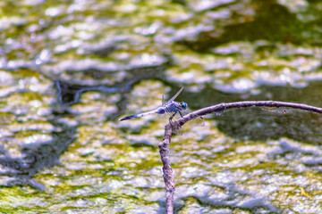 トンボ3ｰ22 © 齋藤高明