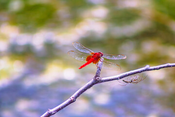 トンボ3ｰ21 © 齋藤高明