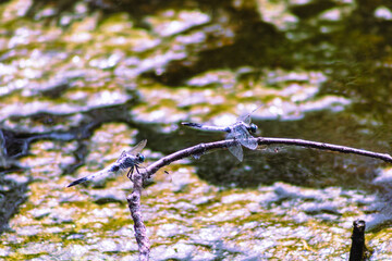 トンボ3ｰ19 © 齋藤高明